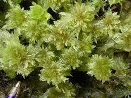 Attēlu rezultāti vaicājumam “Sphagnum austinii sporophyte”