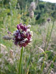 Attēlu rezultāti vaicājumam “Allium scorodoprasum leaf”
