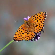 Attēlu rezultāti vaicājumam “Brenthis daphne underside”