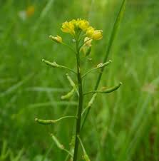 Attēlu rezultāti vaicājumam “Rorippa palustris fruit”