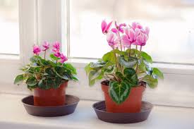 Image result for Cyclamen persicum