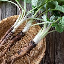 Attēlu rezultāti vaicājumam “Arctium lappa fruit”
