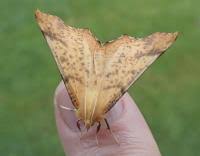 Attēlu rezultāti vaicājumam “Ennomos autumnaria”