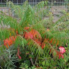 Attēlu rezultāti vaicājumam “Rhus typhina”