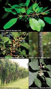 Attēlu rezultāti vaicājumam “Frangula alnus bud”