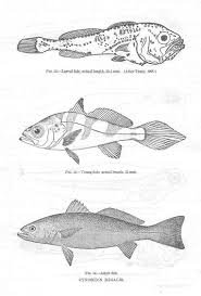 Image result for Cynoscion regalis