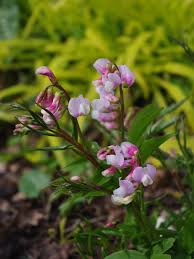 Attēlu rezultāti vaicājumam “Lathyrus vernus bud”