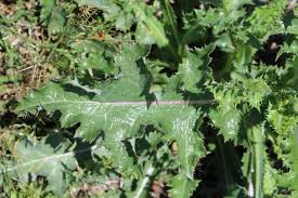 Attēlu rezultāti vaicājumam “Sonchus asper leaf”