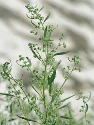 Attēlu rezultāti vaicājumam “Chenopodium polyspermum var. acutifolium flower”