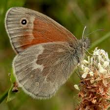 Attēlu rezultāti vaicājumam “Coenonympha tullia underside”