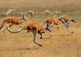 Image result for Reading Kangaroos