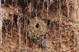 Attēlu rezultāti vaicājumam “Troglodytes troglodytes nest”