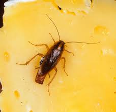 Image result for insect poop