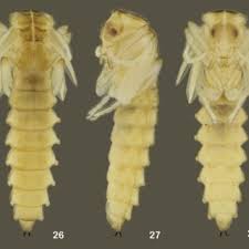 Attēlu rezultāti vaicājumam “Bolitophagus reticulatus imago”