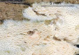 Attēlu rezultāti vaicājumam “Trechispora mollusca”