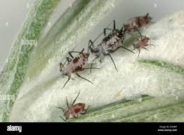 Attēlu rezultāti vaicājumam “Macrosiphoniella absinthii”