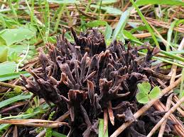 Attēlu rezultāti vaicājumam “Thelephora palmata”