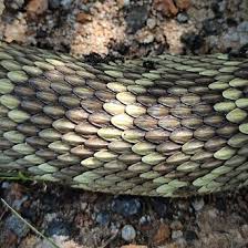 Image result for reptile scales