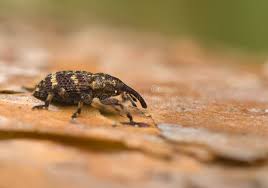 Attēlu rezultāti vaicājumam “Pissodes piniphilus”