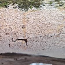 Attēlu rezultāti vaicājumam “Schizopora paradoxa”