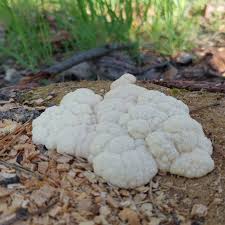 Attēlu rezultāti vaicājumam “Amaurochaete atra macro”