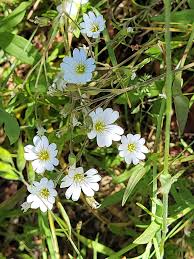 Attēlu rezultāti vaicājumam “Cerastium arvense leaf”