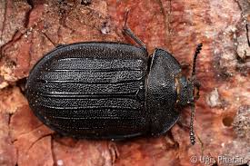 Attēlu rezultāti vaicājumam “Peltis grossa”