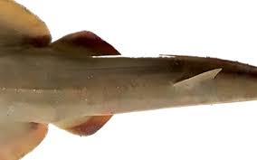 Image result for Pseudobatos lentiginosus