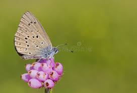 Attēlu rezultāti vaicājumam “Maculinea alcon female”