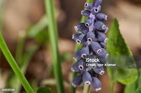 Attēlu rezultāti vaicājumam “Muscari neglectum flower”
