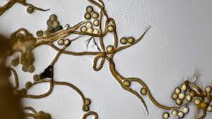 Attēlu rezultāti vaicājumam “Trichia ambigua”