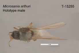 Attēlu rezultāti vaicājumam “Platypezidae”