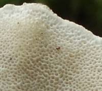 Attēlu rezultāti vaicājumam “Trametes versicolor”