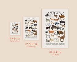 Attēlu rezultāti vaicājumam “Artiodactyla”