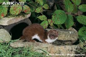 Attēlu rezultāti vaicājumam “Mustela nivalis adult”