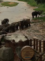 Image result for pinawella