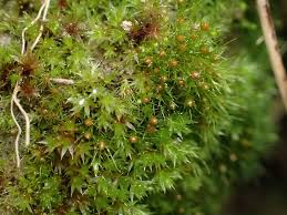 Attēlu rezultāti vaicājumam “Pleuridium subulatum”