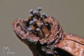 Attēlu rezultāti vaicājumam “Physarum bitectum sessile”