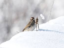 Attēlu rezultāti vaicājumam “Emberiza schoeniclus”