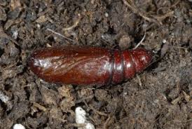 Attēlu rezultāti vaicājumam “Panolis umbra”