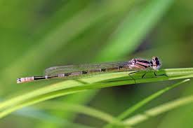 Attēlu rezultāti vaicājumam “Enallagma cyathigerum male”