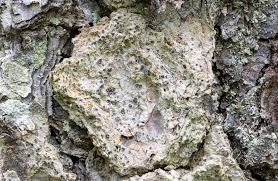 Attēlu rezultāti vaicājumam “Arthonia leucopellaea”