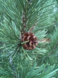 Attēlu rezultāti vaicājumam “Pinus mugo”