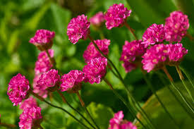 Image result for Grasnelke