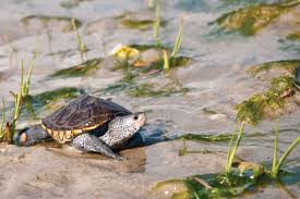 Image result for Malaclemys terrapin