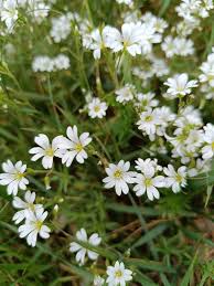 Attēlu rezultāti vaicājumam “Cerastium arvense flower”