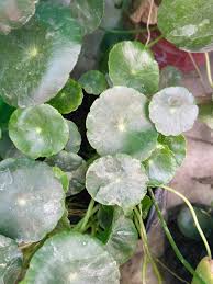 Attēlu rezultāti vaicājumam “Hydrocotyle vulgaris leaf”