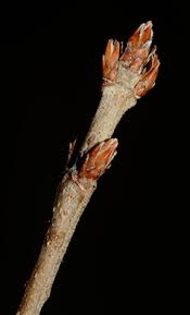 Attēlu rezultāti vaicājumam “Acer tataricum bud”