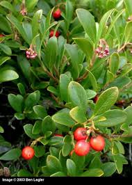 Attēlu rezultāti vaicājumam “Arctostaphylos uva-ursi fruit”