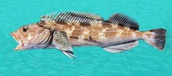 Image result for Ophiodon elongatus